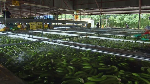 Banana processing plant Видео 114575113