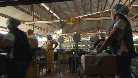Banana processing plant in Honduras Stock Footage 114574846