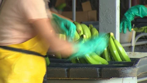 Banana processing plant in Honduras . Видео 114574975