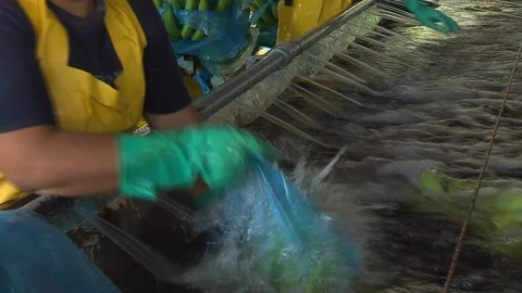 Banana processing plant in Honduras Stock Footage 114575099