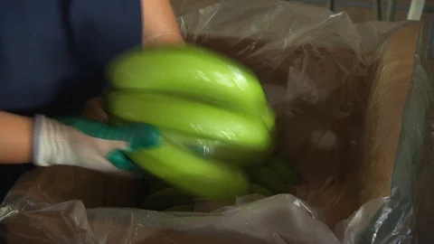 Banana processing plant in Honduras . 스톡 동영상 114713793