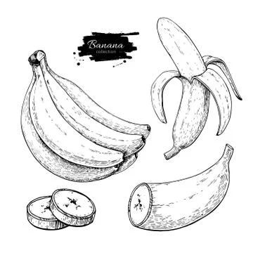 Banana set vector drawing. Isolated hand drawn bunch, peel banana and slice.. Stock Illustration