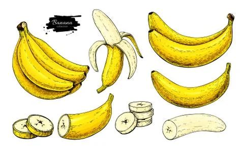 Banana set vector drawing. Isolated hand drawn bunch, peel banana and slice.. Stock Illustration
