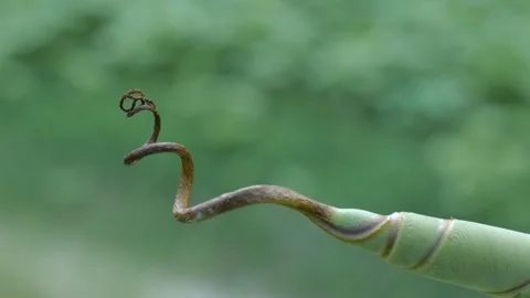 Banana shoots Stock Footage 252812988