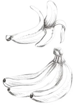 Banana Sketch hand drawn Stock Illustration