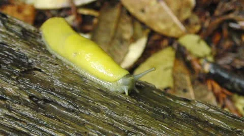 Banana Slug 02 Redwood Forest California Stock Footage