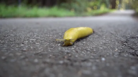 Banana Slug 2 Bug Tentacles Moving in Forest Outdoors Yellow Ariolimax Mollusk Stock Footage 77253072