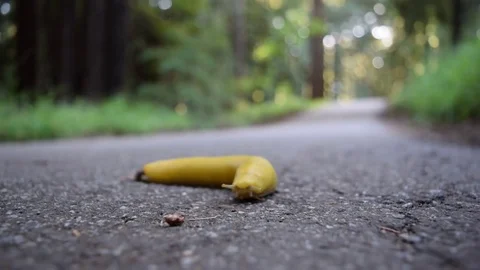 Banana Slug Bug Tentacles Moving in Forest Outdoors Yellow Ariolimax Mollusk Stock Footage 77252918