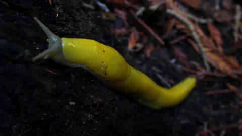 Banana Slug Crawling Stock Footage 79586721
