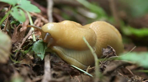 Banana Slug Eats A Leaf On The Floor Of A Temperate Rainforest Video stock 47966540