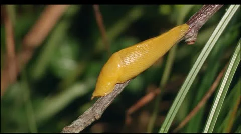 Banana slug Stock Footage 22635310