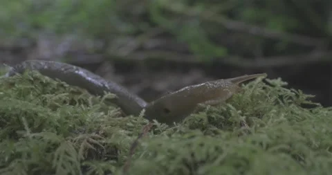 Banana Slug Stock Footage 143528615
