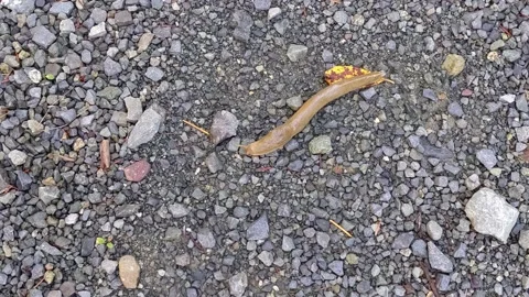 Banana Slug Vídeo Stock 172564752