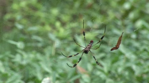 Banana spider 1 Stock-Footage 7754122