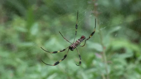 Banana spider 2 Stock-Footage 7754282