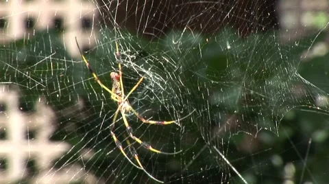 Banana spider 3 스톡 동영상 7754284