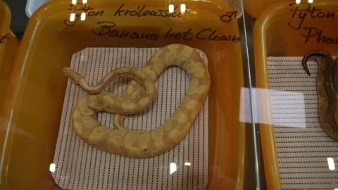 Banana spider ball python in a container Video stock 265649396