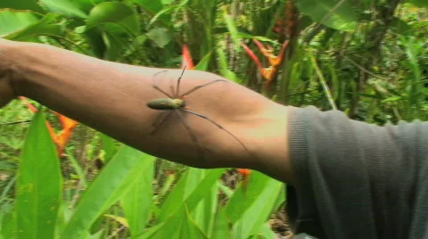 Banana Spider 動画素材 369237