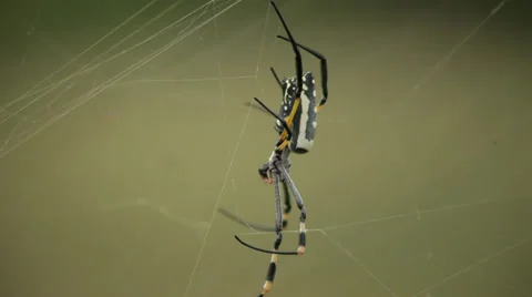 Banana Spider Stock Footage 28948852