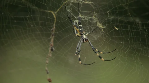 Banana Spider Stock Footage 28971621