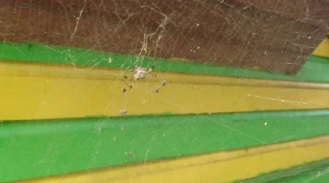 Banana Spider Stock Footage 65179350