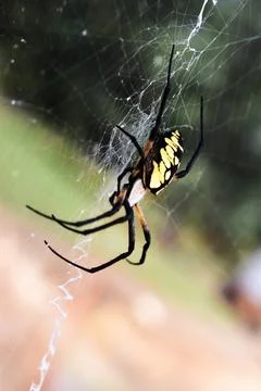 Banana Spider 스톡 사진