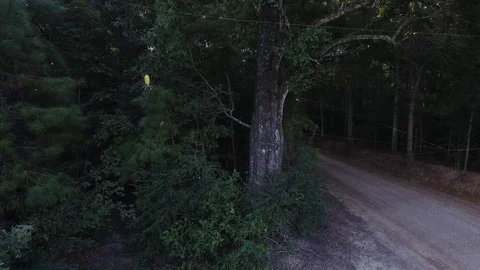 Banana spider push-in Stock Footage 80037878