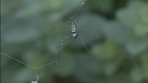 A Banana spider sitting on it's web Stock Footage 53472414