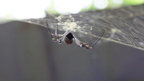 Banana spider on a web upside down near vegetation Stock-Footage 122307426