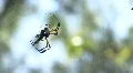 Banana Spiders Eats Insect - Golden Orb-Weaver HD Footage