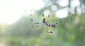 Banana Spiders - Golden Orb-Weaver HD Footage
