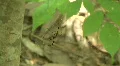 Banana Spiders - Golden Orb-Weaver HD Footage