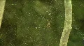 Banana Spiders - Golden Orb-Weaver HD Footage