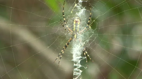 Banana Spiders - Golden Orb-Weaver Stock Footage