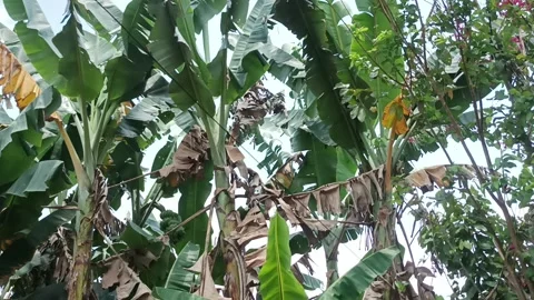 Banana stem Video stock 233866494