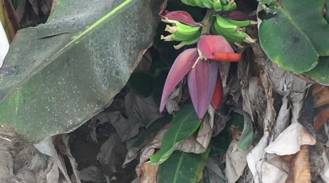 Banana Tree 2 Stock Footage 47723319