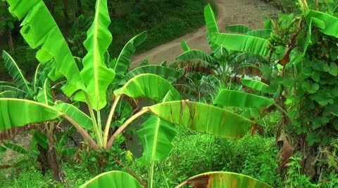 Banana tree and river Stock Footage 22333938