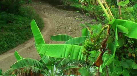 Banana tree and river Vidéo 22333939