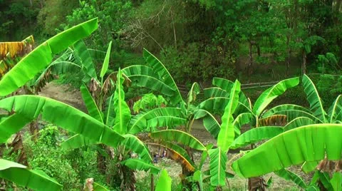 Banana tree and river Stock Footage 22333942
