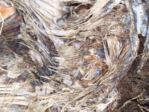 Banana Tree Bark Texture Stock Photos