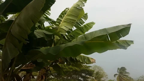 Banana tree blowing in the strong wind or storm Stock Footage 108201736