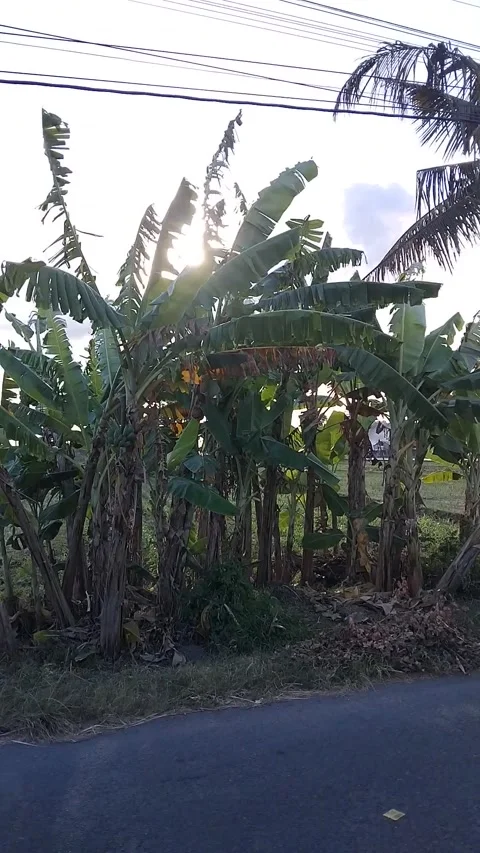 Banana Tree Blowing in The Wind Stock Footage 341456618