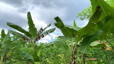 Banana tree that is blown by the wind accompanied by cloudy clouds Stock Footage 304615538