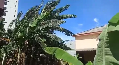 Banana tree blown by the wind Stock Footage 231020396