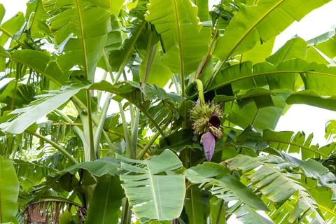 Banana Tree with Budding Flower. Stock Photos