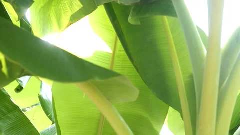 Banana tree with a bunch of bananas and huge green leaves. A bunch of Banana Stock Footage 149573553