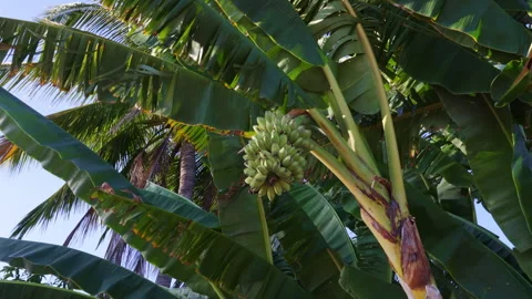 Banana tree with a bunch of green fruit swaying in the wind Stock Footage 338341954