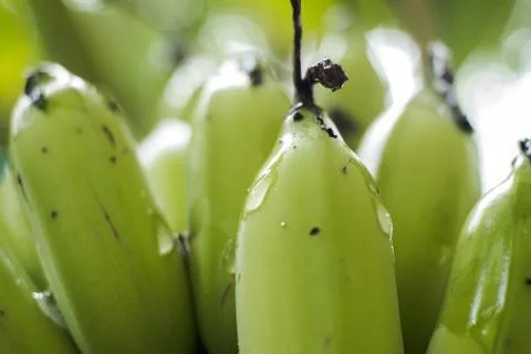 Banana tree with bunch of green growing raw bananas Stock Photos