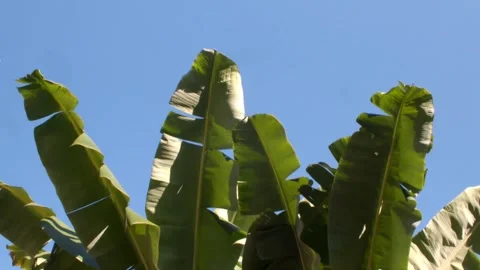Banana tree with clear blue sky background. Stock Footage 340677441
