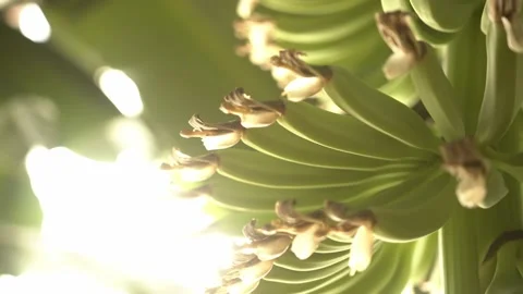Banana Tree Close Up 4k, Organic Agriculture Stock Footage